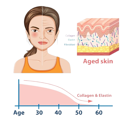 Collagen Production Icon